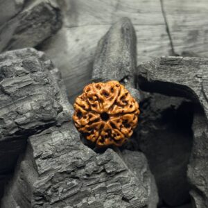 7 Mukhi Rudraksh Bead – Symbol of Wealth, Prosperity & Spiritual Enlightenment