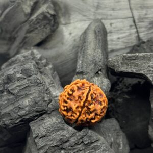 5 Mukhi Rudraksh Bead – Symbol of Health, Spiritual Strength & Positive Energy