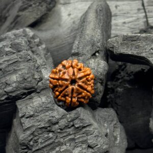 6 Mukhi Rudraksh Bead – Symbol of Family Harmony, Protection & Spiritual Growth