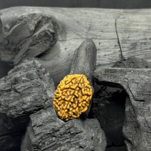 2 Mukhi Rudraksh Bead – Spiritual Protection & Mental Focus