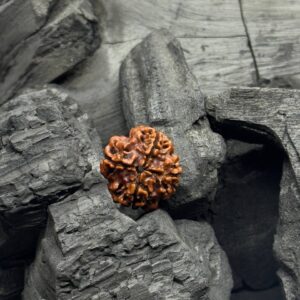 4 Mukhi Rudraksh Bead – Health, Harmony & Emotional Balance